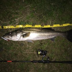 やっと満足の１本